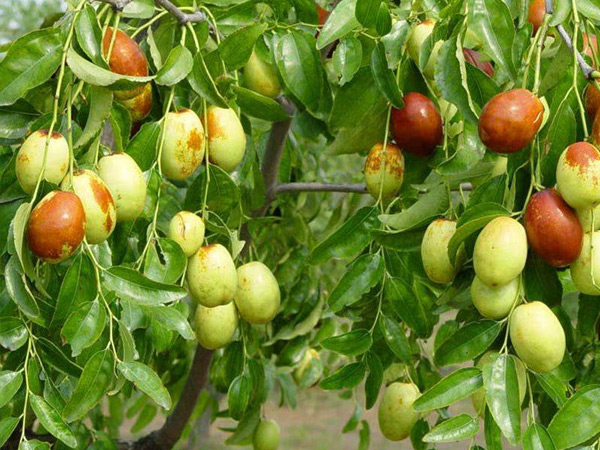 10年育苗經驗累積