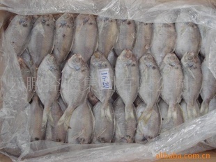 冷凍粗加工水產(chǎn)品-供應(yīng)粗加工冷凍水產(chǎn)品 肉鯧70/90-冷凍粗加工水產(chǎn)品盡在阿里.