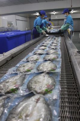 珠海海鱸魚(yú)企業(yè),推進(jìn)白蕉海鱸價(jià)格的新方向